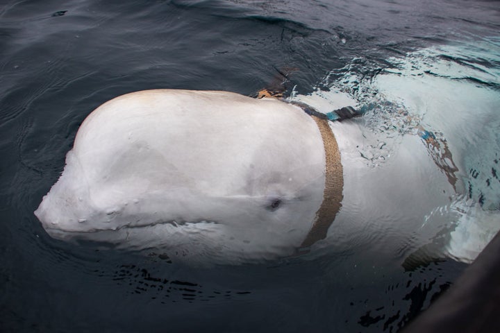 This beluga whale was found wearing a harness featuring a mount for a camera in Norway last week, the Norwegian Director