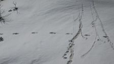 Indian Soldiers Claim They've Found Yeti Footprints In Nepal