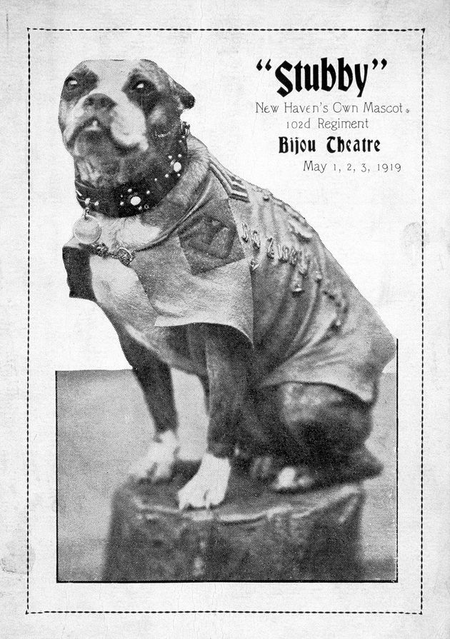 Stubby Lhistoire Vraie Du Chien Devenu Héros De La