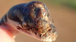 Un serpent à trois yeux découvert en