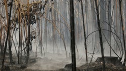 El “ecocidio” como quinto crimen contra la