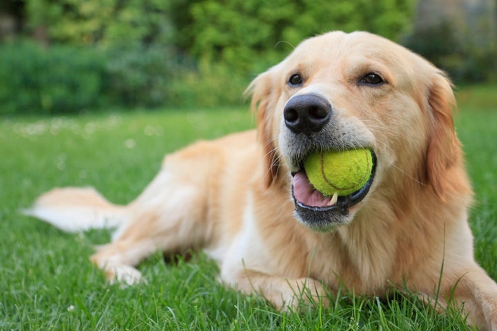 Cachorros da raça Golden Retriever estão em 7º na preferência dos brasileiros.