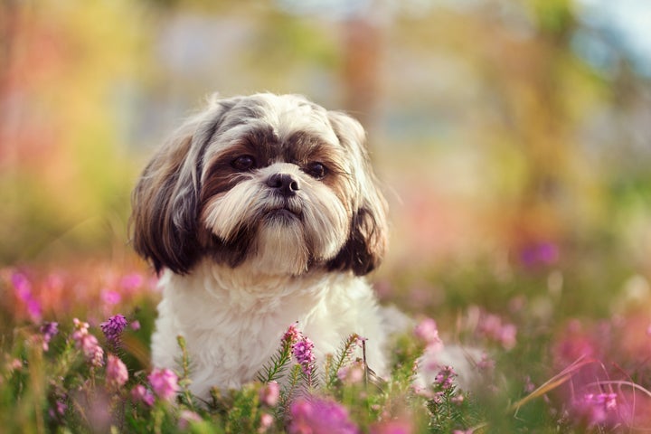 O Shih-Tzu segue com o segundo lugar no ranking das raças preferidas no Brasil. 