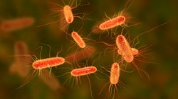 Qu’est-ce que l’E.coli, la bactérie à l’origine du retrait de fromages au lait