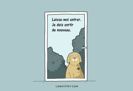 Comment fabriquer du shampoing non toxique pour chiens  HuffPost null