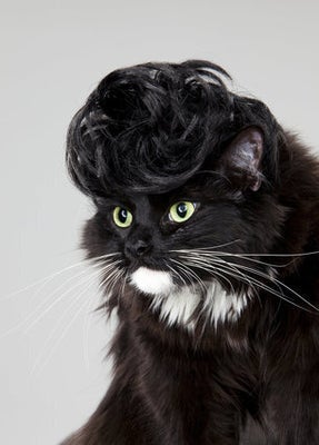 Smoothie Le Chat Aux Yeux Verts Qui Fait Fondre Instagram Photos Huffpost Quebec Vivre Smoothie Le Chat Aux Yeux Verts Qui Fait Fondre Instagram Photos Huffpost Quebec Vivre