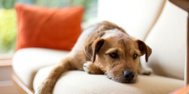 Shot of a brown dog lieing on its owner's sofa. She is looking off camera as her paw hangs off the side.