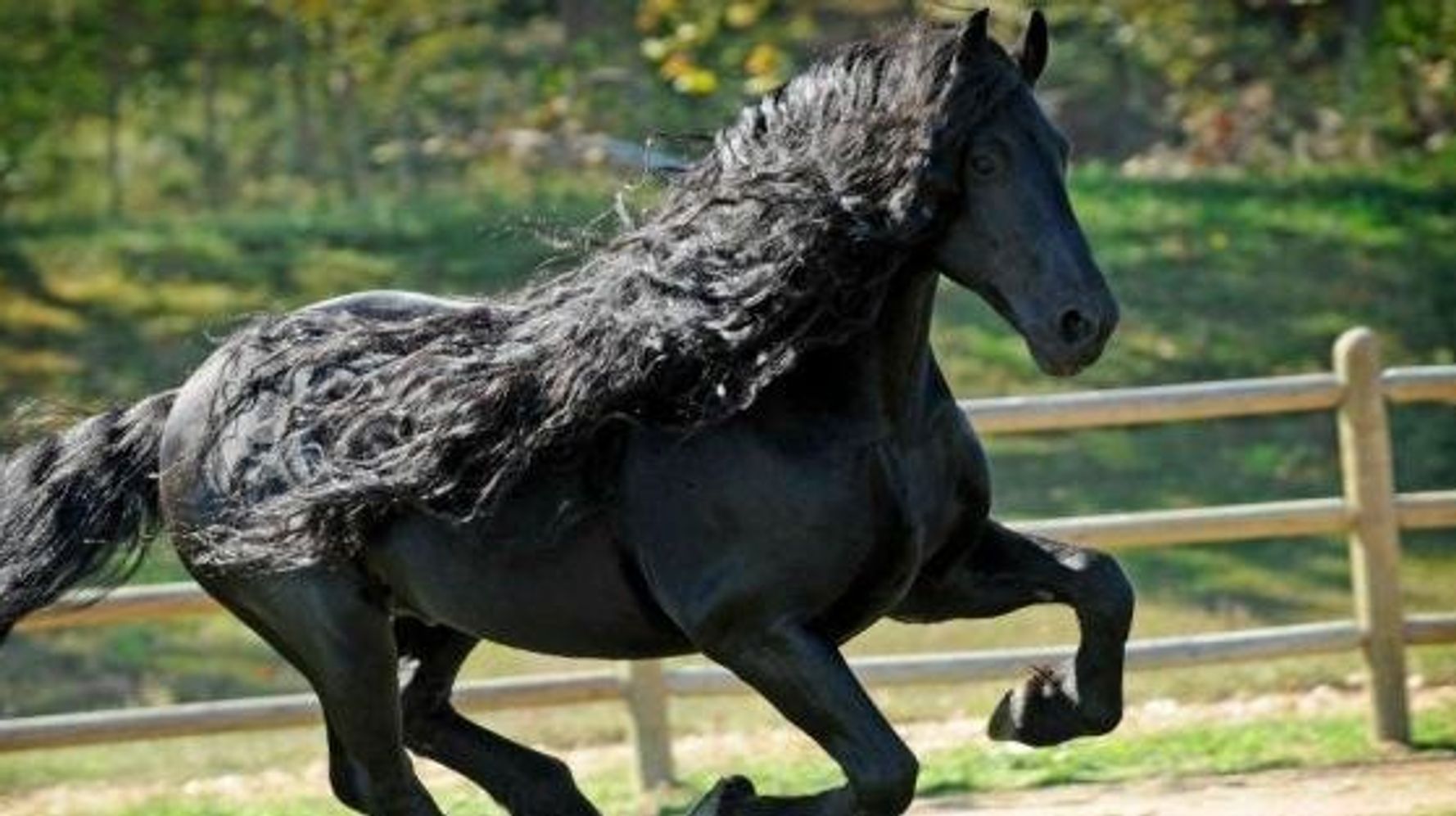 La crinière du cheval.