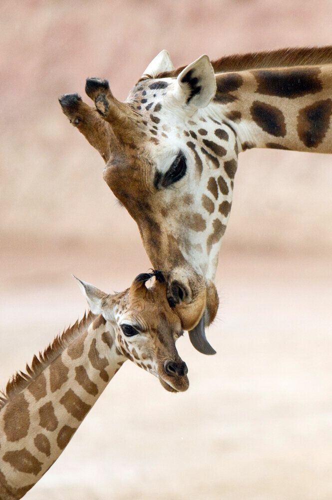 Bébé et maman girafes