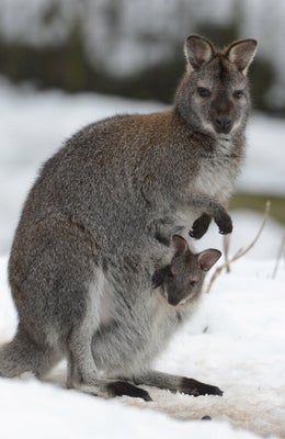 Un Couple Retire Un Bebe Kangourou De La Poche De Sa Mere Tuee Par Une Voiture Video Huffpost Null