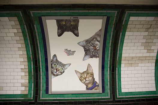 Ces chats envahissent le métro et prennent le contrôle des publicités