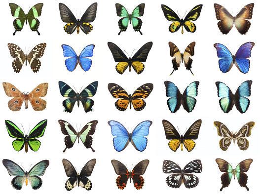 Lepidopterophobia - la phobie des papillons