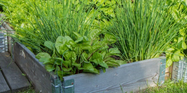 Lettuce, chives and other herbs and plants in a wooden crate in a garden in the summer.