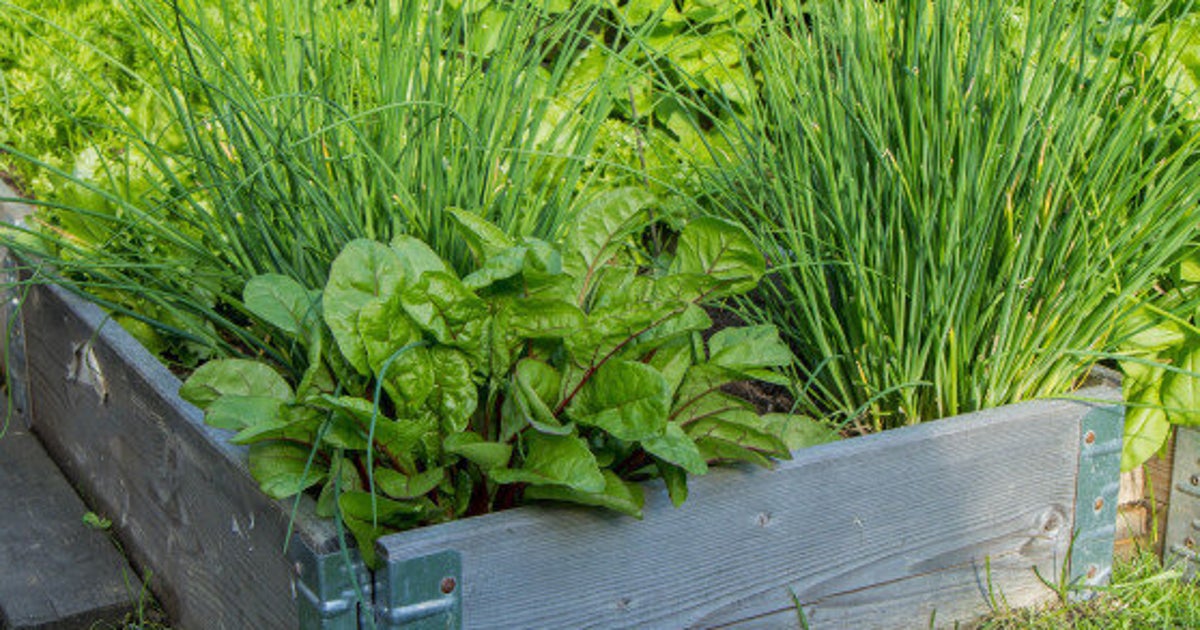 Comment avoir un jardin  de fines herbes   longueur d ann e 