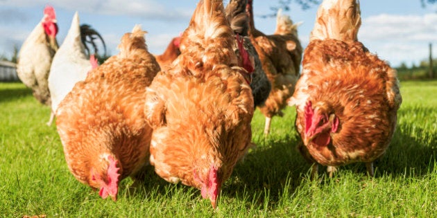 A group of free range hens finding food among the grass.