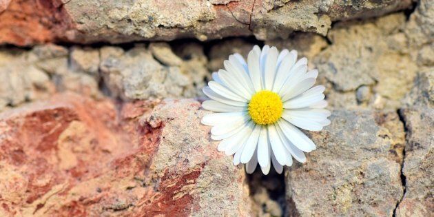 https://pixabay.com/fr/fleur-marguerite-wall-mur-de-pierre-2401131/