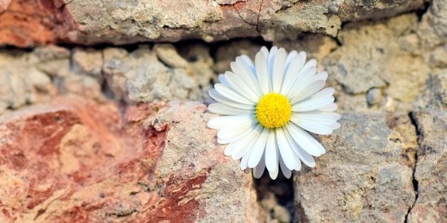 https://pixabay.com/fr/fleur-marguerite-wall-mur-de-pierre-2401131/