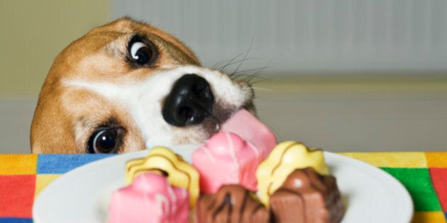 Two year old beagle hound dog about to help himself to a French fancy cake