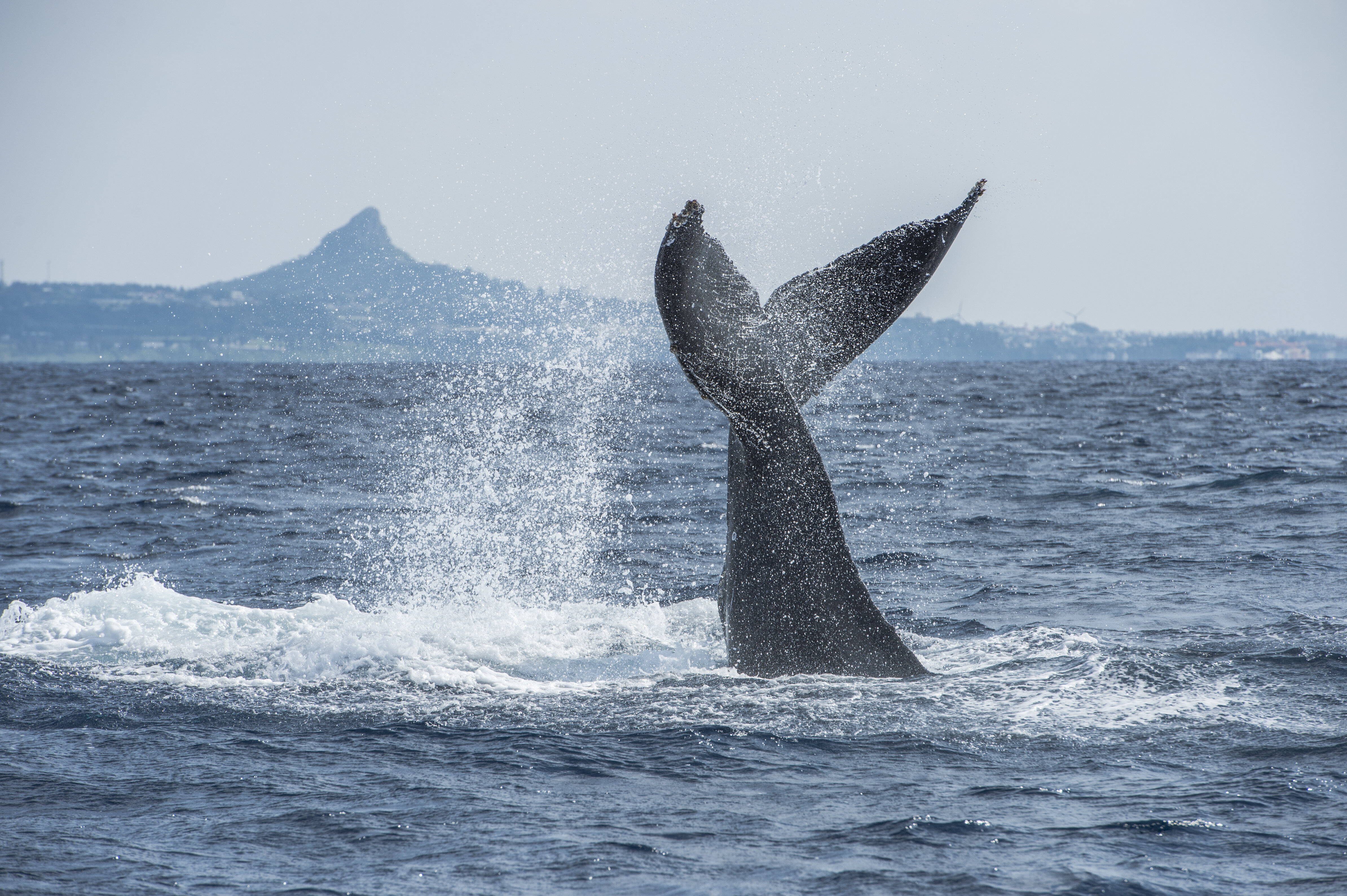 Whale Tail Booty