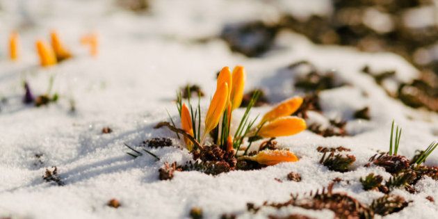 Yellow crocuses on snow with sunlight, copy space