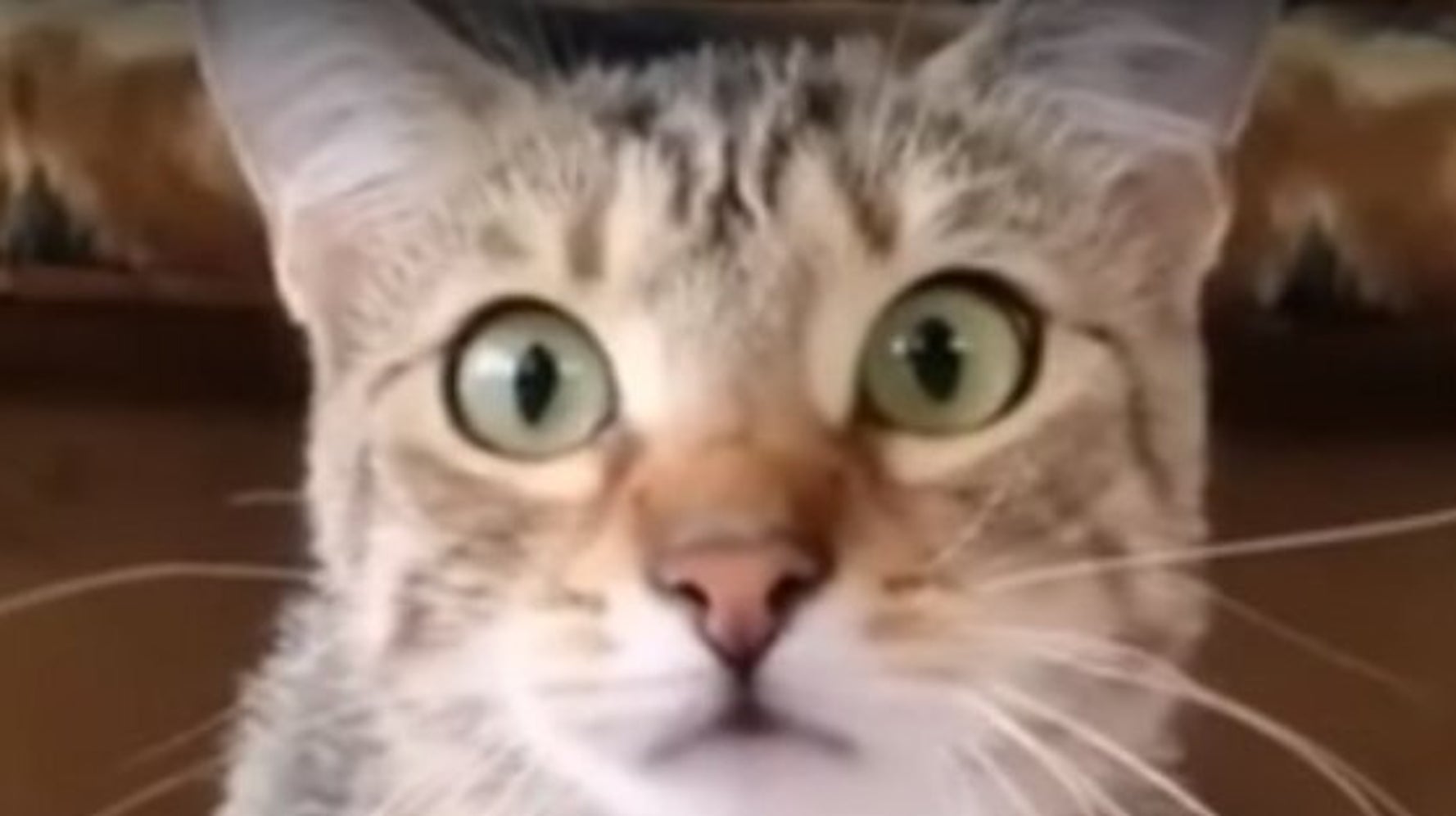 Film D Horreur Avec Des Chats Ce chat est vraiment captivé par ce film d'horreur (VIDÉO) | HuffPost