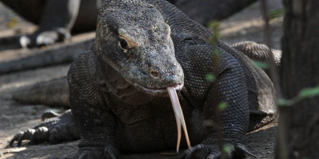 In this photograph taken on December 3, 2010 Komodo dragons gather in Rinca island, the natural habitat of the world's largest lizard. Indonesia has declared the islands a national park in 1980 to protect the the komodo dragons. The islands of Komodo and Rinca and surrounding smaller islands comprises Komodo National Park that is located in East Nusa Tenggara province. Park authorities estimate about 2,700 Komodo dragons live in the nature reserve that has been declared UNESCO 'World Heritage Site.' The carnivorous lizards, feeding on water buffalos, deers and wild boars, can grow three meters in length and weigh more than 150 kilograms, has known to have existed in this few islands for millions of years. AFP PHOTO / ROMEO GACAD (Photo credit should read ROMEO GACAD/AFP/Getty Images)