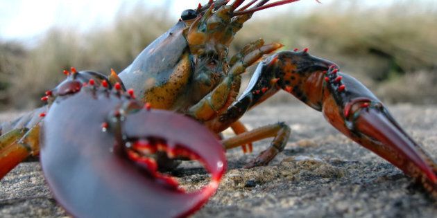 live maine lobster