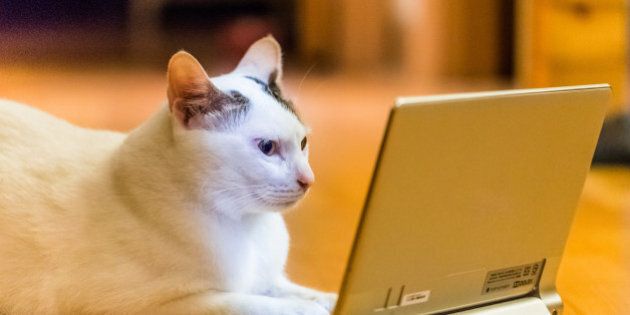 Indoor shot of a white domestic cat watching tablet PC screen.