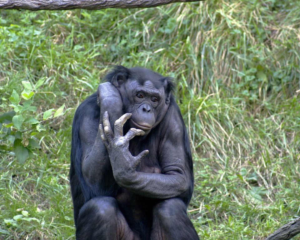 Le Bonobo