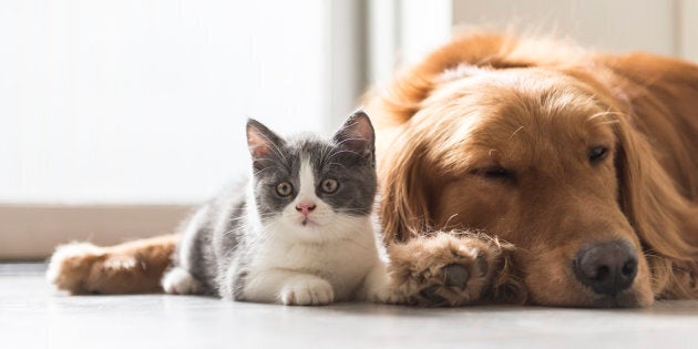 On trouve déjà des chats et des chiens fluorescents, grâce à l'introduction dans leur ADN d'un gène de méduse.