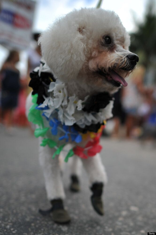 Les chiens défilent au Carnaval de Rio