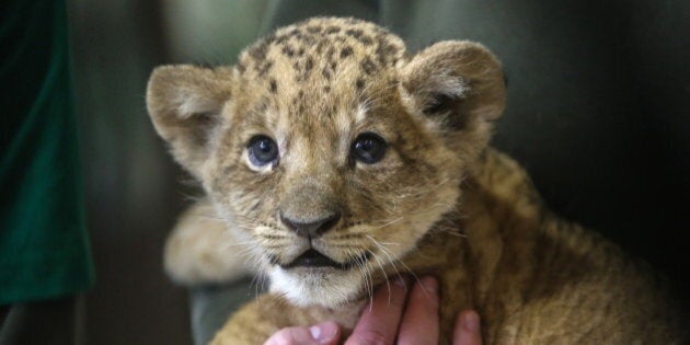 ST. PETERSBURG, RUSSIA. APRIL 22, 2016. One of the three lion cubs born to Adam and Tasya, African lion couple, in the middle of March 2016, at Leningrad Zoo. Sergei Konkov/TASS (Photo by Sergei Konkov\TASS via Getty Images)