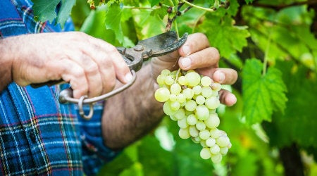 15070474 - adult man harvesting grapes in the vineyard