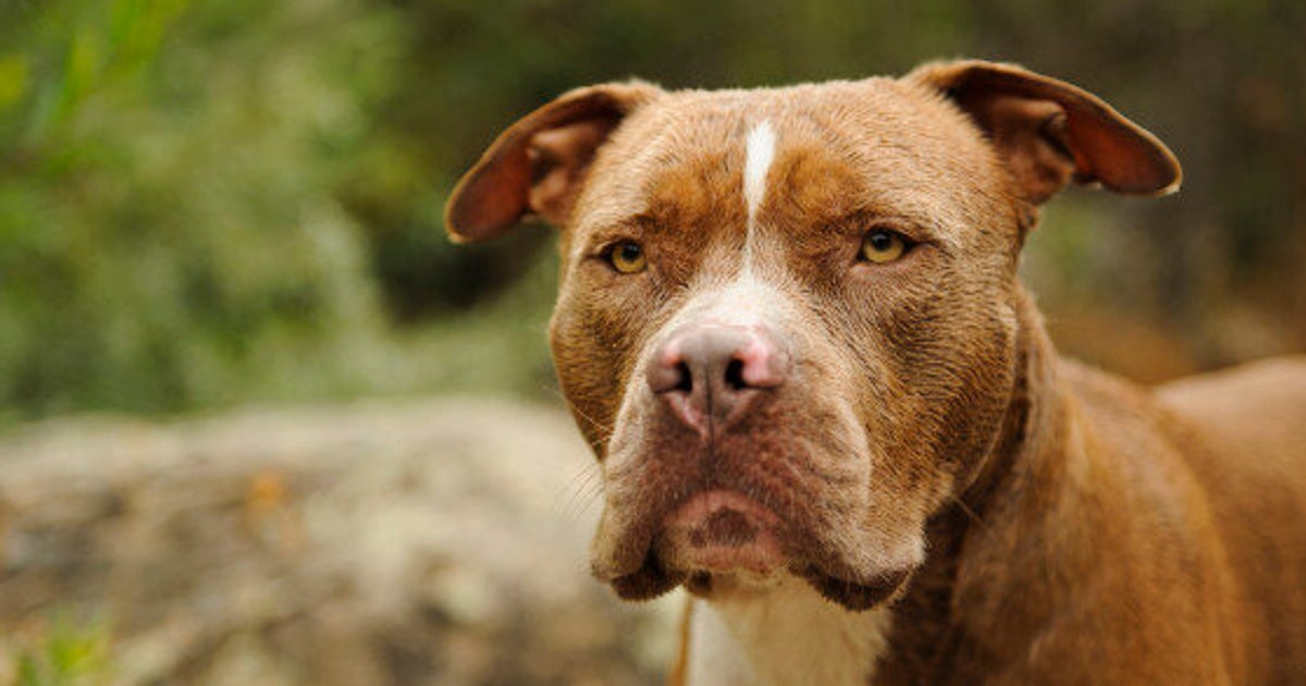 Le propriétaire d'un pitbull a été arrêté pour avoir frappé des