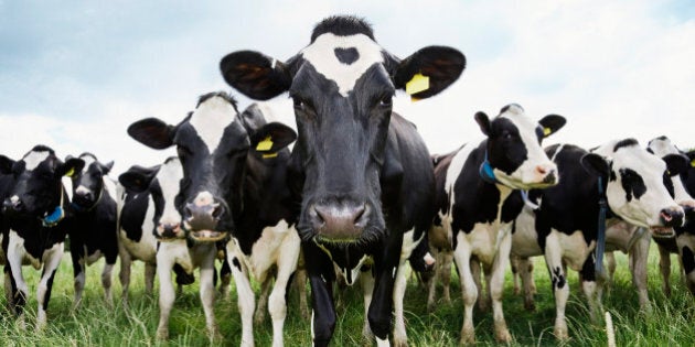 Cows standing in a row looking at camera