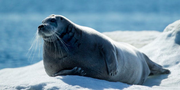 Bearded seal (Erignathus barbatus) also called the square flipper seal, is a medium-sized pinniped that is found in and near to the Arctic Ocean. It gets its generic name from two Greek words (eri and gnathos) that refer to its heavy jaw. The other part of its Linnaean name means bearded and refers to its most characteristic feature, the conspicuous and very abundant whiskers. When dry, these whiskers curl very elegantly, giving the bearded seal a raffish look.