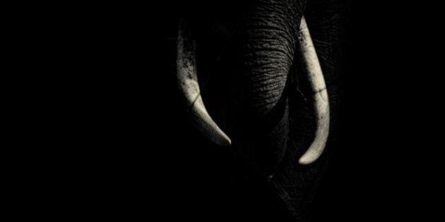 Ivory, where it belongs, beautiful.Asian elephant, Elephas maximus indicus.