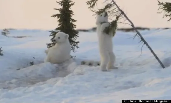 Ce Bebe Ours Polaire Va Vous Faire Craquer Video Huffpost Null