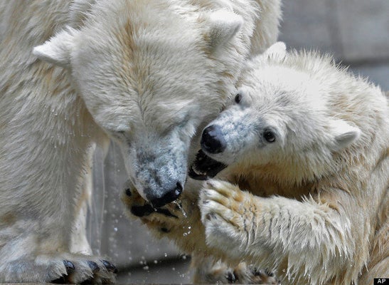 Ce Bebe Ours Polaire Va Vous Faire Craquer Video Huffpost Null
