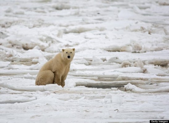 Ce Bebe Ours Polaire Va Vous Faire Craquer Video Huffpost Null