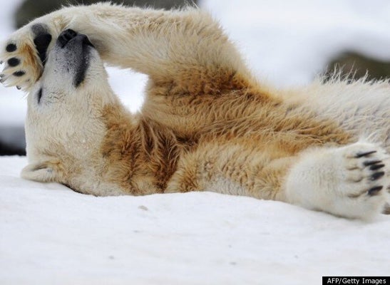 Ce Bebe Ours Polaire Va Vous Faire Craquer Video Huffpost Null