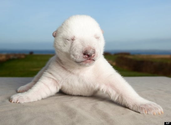 Ce Bebe Ours Polaire Va Vous Faire Craquer Video Huffpost Null Ce Bebe Ours Polaire Va Vous Faire Craquer Video Huffpost Null