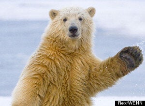 Ce Bebe Ours Polaire Va Vous Faire Craquer Video Huffpost Null