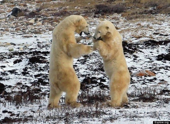 Ce Bebe Ours Polaire Va Vous Faire Craquer Video Huffpost Null