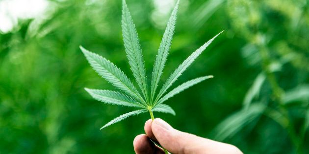 Pourquoi Légaliser Le Cannabis Huffpost Québec - 