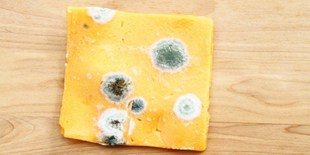 Rotting and moldy slice of cheddar cheese on a wood cutting board. Rotten food. Waste and decay.