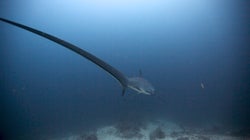 Trois requins sont probablement morts en raison du
