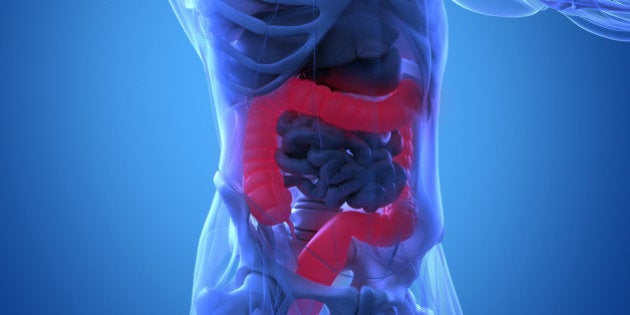Human anatomy, colon. Xray-like view. Colon highlighted. 3d illustration.