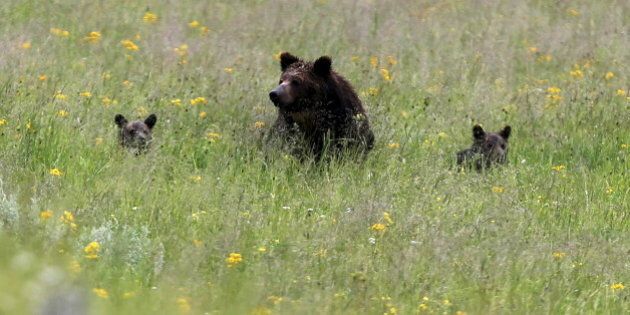 A grizzly bear and her two cubs is seen on a field at Yellowstone National Park in Wyoming, United States, July 6, 2015. REUTERS/Jim Urquhart/File Photo
