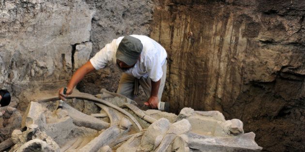 An archeologist from Mexico's National Institute of Anthropology and History (INAH) brushes the fosilized bones of a mammoth at the excavation site in Tultepec, Mexico, in this handout photo provided by INAH on May 17, 2016. The fossils, dated to the Pleistocene epoch, were discovered on December 2015 by workers digging a septic pit. INAH/Handout via REUTERS ATTENTION EDITORS - THIS IMAGE WAS PROVIDED BY A THIRD PARTY. EDITORIAL USE ONLY.